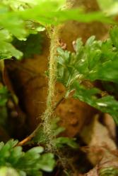 Hymenophyllum flabellatum. Fine yellow hairs on the unwinged stipe.  
 Image: L.R. Perrie © Te Papa 2013 CC BY-NC 3.0 NZ